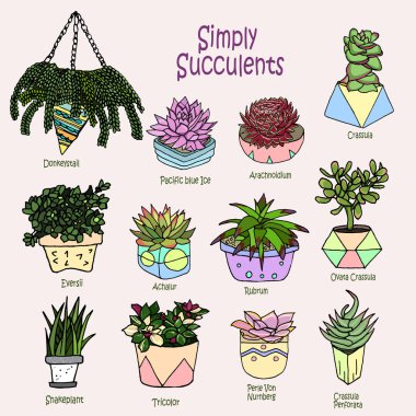 Vektör karikatür karalama çizim. Koleksiyon succulents. Küçük Bahçe, karanfiller