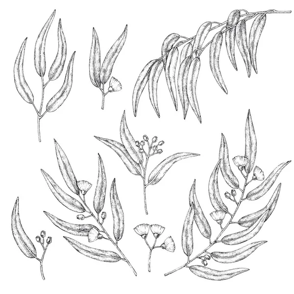 Collection Branches Eucalyptus Illustration Croquis Vectoriels — Image vectorielle