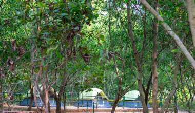 Swat Vadisi 'ndeki Kalam Ormanı' nda büyük ağaçların altında kamp çadırı..