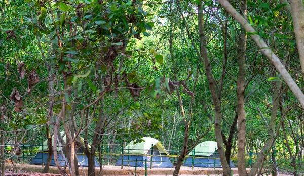 Swat Vadisi 'ndeki Kalam Ormanı' nda büyük ağaçların altında kamp çadırı..