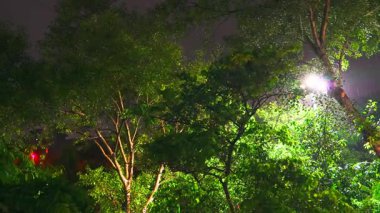 Doğanın Işık Gösterisi 