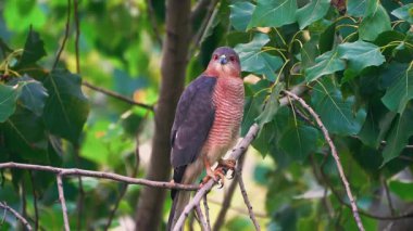 Sharp Shinned Coopers Şahin Avını arıyor
