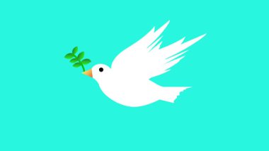 Yeşil zeytin dalı tutan canlı beyaz güvercin. Kuşun kanatları, turkuaz bir arka planda, pürüzsüz bir 2B döngüde çırpınır..