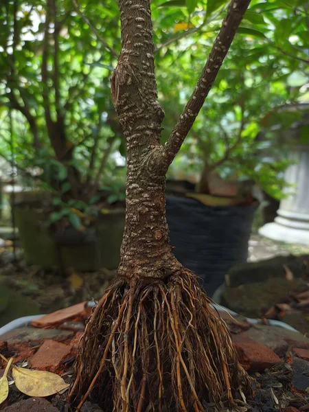 close - up of a young man 's tree roots.