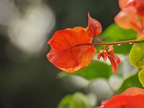 Güzel botanik fotoğrafı, doğal duvar kağıdı.