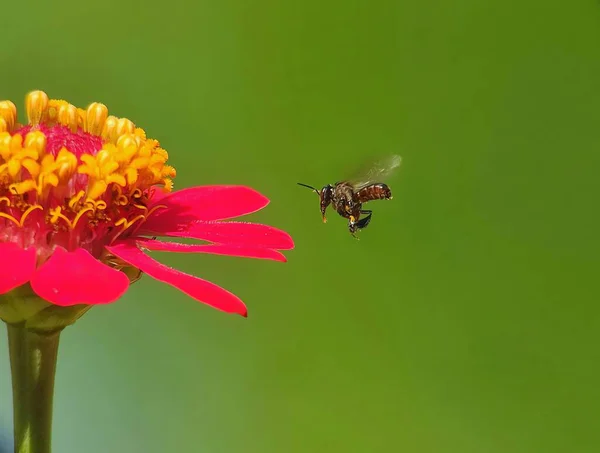 Güzel botanik fotoğrafı, doğal duvar kağıdı.