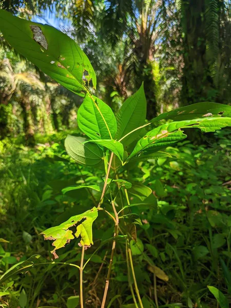Ormandaki genç bitki