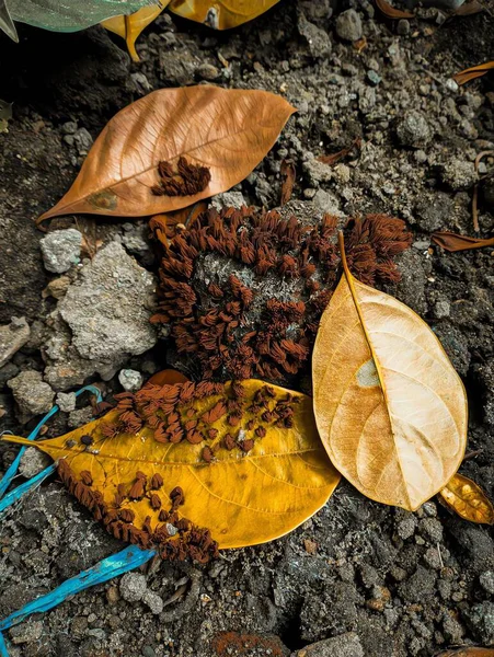 Sonbahar yaprakları, sonbahar bitkileri