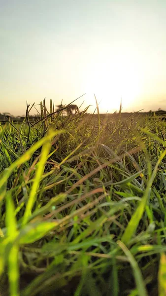 yeşil çimenler tarlada