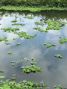 Güzel göl manzarası