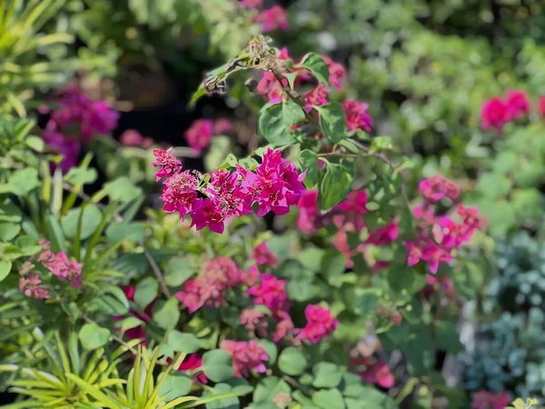 Bahçedeki güzel çiçekler