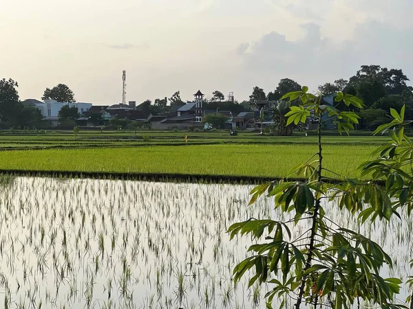 Sabah pirinç tarlaları.