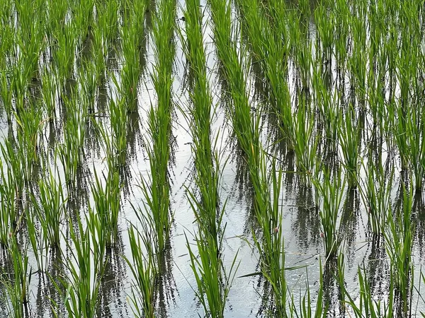Tayland 'da pirinç tarlaları