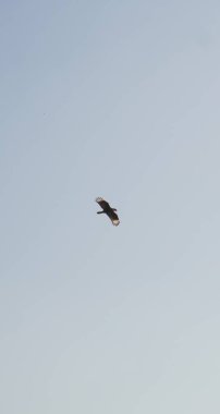 carancho flying over blue sky