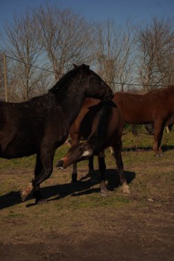 horses playing in the field