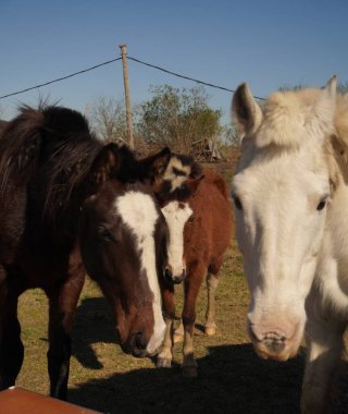 at yüz yakın çekim