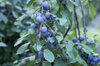Meyve bahçesindeki ağaçtan sarkan olgun erikler.