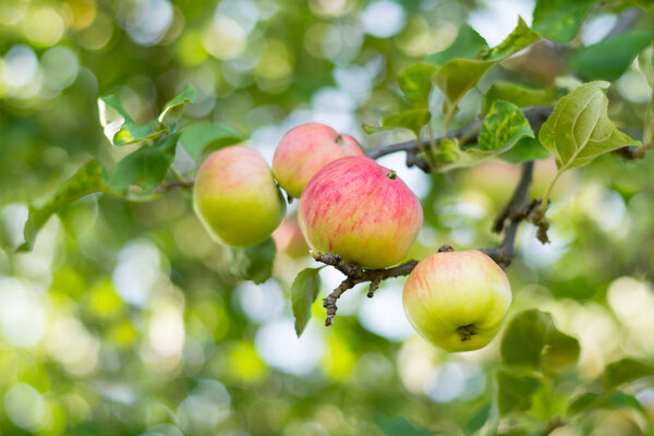 Apples on apple tree branch. Selective focus.