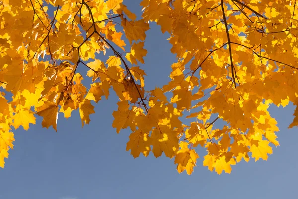 Feuilles d'érable jaune, automne Photo De Stock