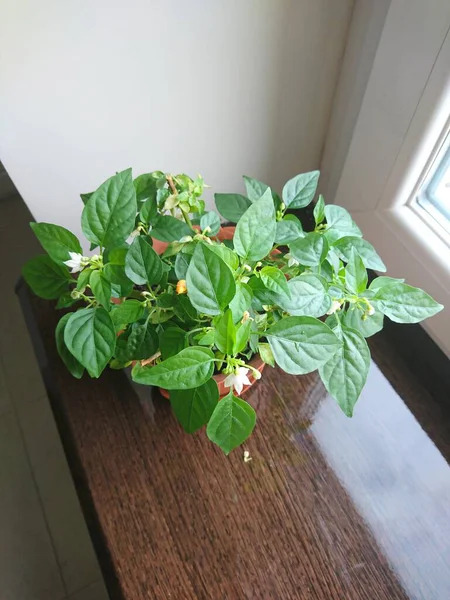 Yüksek açılı bir çekimde gelişen bir kırmızı biber bitkisi sergilenir, yeşil yaprakları el değmemiş beyaz çiçeklerle çok güzel zıtlaşır. Bitki pencere kenarındaki bir terasotta tenceresinde oturur, doğal ışıkla yıkanır, sıcak ve davetkar bir manzara yaratır.