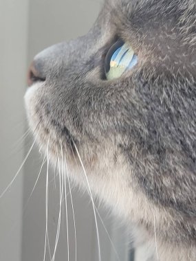 Yakından bakınca gri bir kedinin yüzünü yakalıyor, bıyıklarını parlaklaştırıyor ve güneş ışığı gözüne yansıyor. Bir kedinin sakin ve samimi bir portresi..