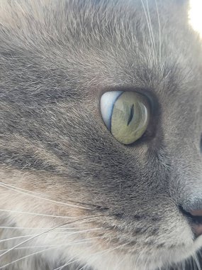 Evcil bir gri kedinin gözünün büyüleyici yakın çekimi tüylerinin ve büyüleyici, delici bakışlarının detaylarını aydınlatıyor kedi zarafeti ve benzersiz güzelliği yayıyor.. 