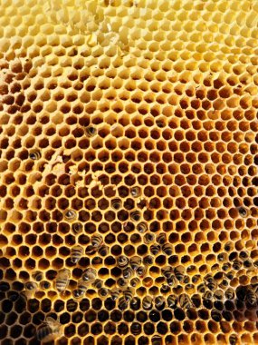 Bal ve arılarla dolu bal peteğinin yakın çekimi koloninin karmaşık yapısını ve yoğun aktivitesini gözler önüne seriyor doğal güzelliği ve bal üretimi sürecini gözler önüne seriyor. .