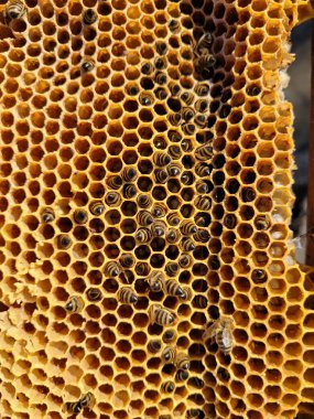 Bal ve gelişmekte olan arılarla dolu bir bal peteğinin yakın çekimi koloninin karmaşık yapısını ve yaşam döngüsünü gözler önüne seriyor, doğal güzellik ve arıcılık harikalarını gözler önüne seriyor. 