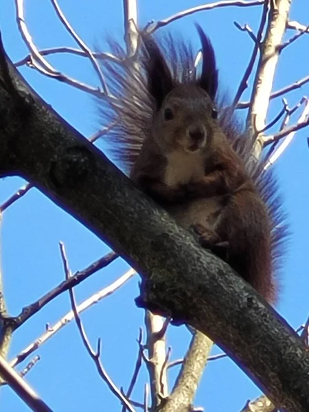 Meraklı bir kırmızı sincap, açık mavi bir gökyüzüne tünemiş, meraklı bir şekilde kameraya bakıyordu kabarık kulaklarıyla, güneşli bir günün tadını çıkarıyordu. .