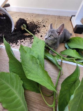 Bir bitkinin yanında yerde oturan bir kedi.