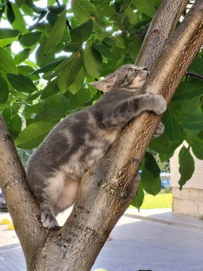 Ağaca tırmanan bir kedi