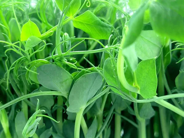 Canlı yeşil bezelyelerden oluşan yakın plan bir çekim, narin yapraklar ve dallarla filizlenir. Bir bahçede ya da çiftlikte taze ve sağlıklı büyüme, organik gıda ve tarım temaları için mükemmel. 