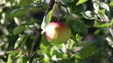Bir ağaç dalında olgunlaşmış bir elmayı yakalayan yakın çekim. Çekimde meyvenin rengi, dokusu ve şekli yeşil yapraklarla gösteriliyor. Klipte doğal bir element, büyüme ve olgunlaşmanın güzelliği hakkında ayrıntılı bir bakış sunuluyor..