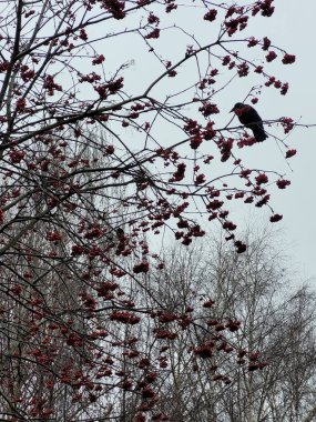 A solitary crow perched amidst the bare branches of a tree adorned with vibrant red berries against a muted sky, creating a striking contrast of nature's elements .
