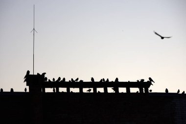 Silhouette of birds perched on a rooftop against a serene sky, one taking flight, with an antenna adding to the urban scene at dusk providing a captivating contrast. 