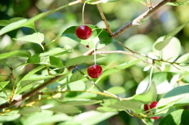 Fresh ripe cherries hang from a tree branch on a bright sunny day, creating a vibrant and inviting scene of summer's bounty and natural beauty .