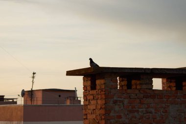 A pigeon perched on a brick structure is silhouetted against a sunset sky, emphasizing the contrast between nature and architecture on a quiet evening.