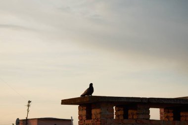 A silhouette of a pigeon perched on a brick structure against a soft sky at sunset, creating a serene and contemplative atmosphere with visible shadows.