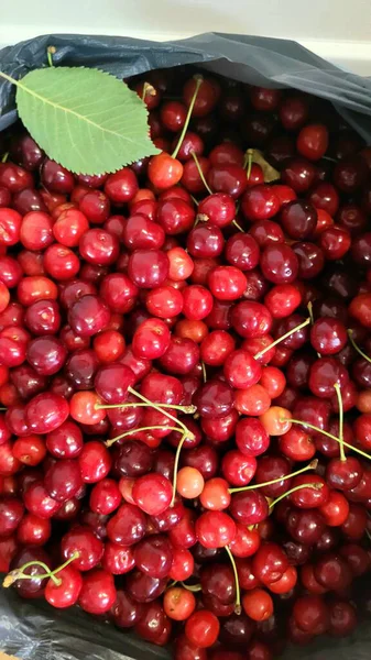 Freshly harvested cherries, a mix of red and dark varieties, are piled together in a plastic bag, some with stems still attached, and a green leaf adds a natural touch .