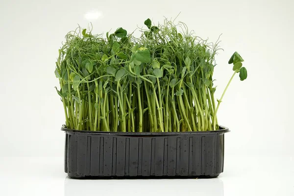 A close-up shot of fresh, organic pea sprouts growing in a black plastic container against a white background, showcasing their vibrant color and healthy appearance for stock photography.