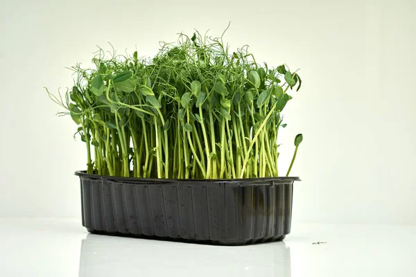 A close-up studio shot of fresh pea sprouts in a black tray against a white background, perfect for illustrating healthy eating, urban gardening, or sustainable living.