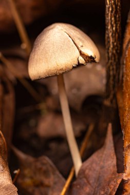 Küçük kahverengi bir mantar (LBM), Missouri Ozarks 'taki bir yürüyüş yolunun yanındaki ölü yaprakların arasından kendini iter..