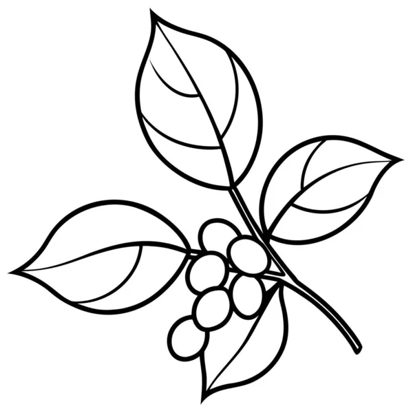 Coffee Plant Branch With Beans Line Art Coloring Page