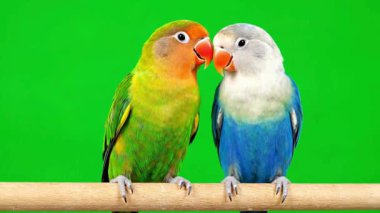Two vibrant lovebirds perched closely together on a tree branch, showing affection and bonding. The colorful parrots groom each other and display a symbol of love and companionship in nature.