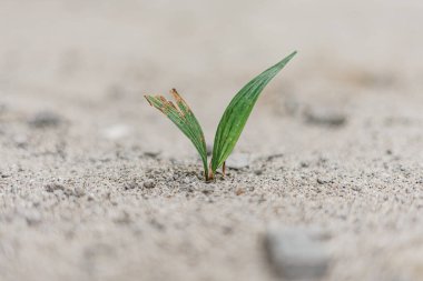 A small plant bravely emerges from the arid sand.  A testament to resilience.