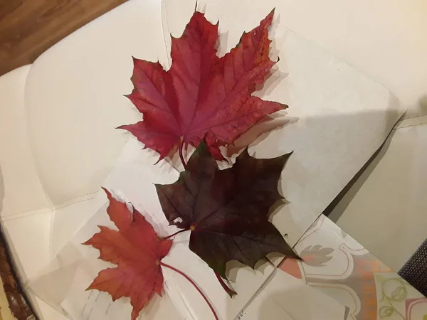 Ev rahatlık ve sıcaklık sonbahar zamanında. Gri şal, Örgü yastık, çay ve sonbahar kırmızı akçaağaç yaprakları. Seçici odak.