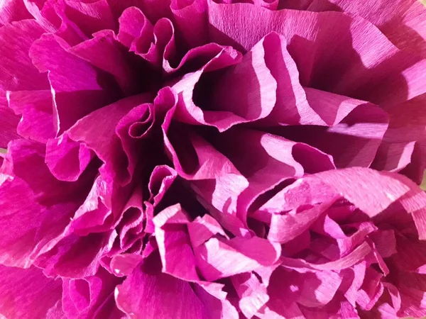 tropikal yaprakları, büyük yaprakdoğa arka plan soyut arka plan ve pembe yaprakları doku