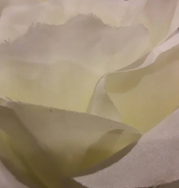 yakın çekim beyaz gül yaprakları, arka plan, doku makro