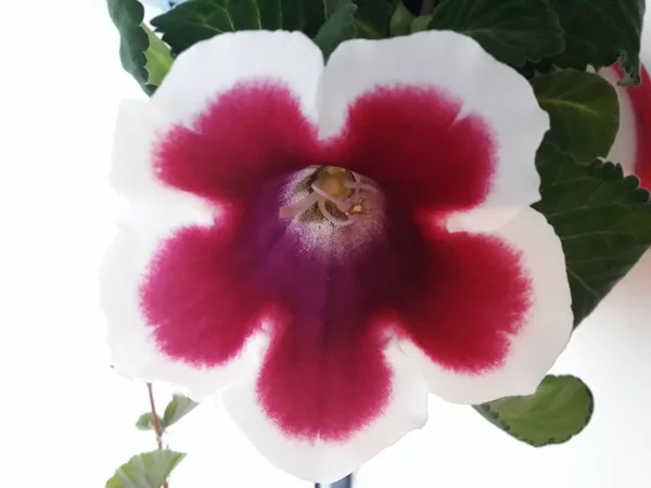 Rampion çan çiçeği Campanula rapunculoides 