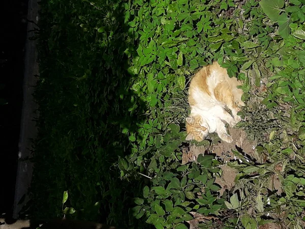 Ağacın altındaki açık kırmızı kedinin ağacın altındaki kedi fotoğrafı